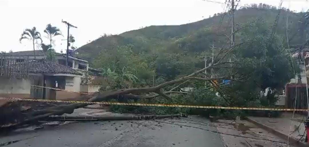 Así quedó una de las vías en el barrio Bella Suiza, en Cali, debido a la caída de un árbol por las lluvias.