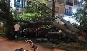 El enorme árbol cayó sobre un vehículo y una motocicleta que se encontraban en el sector.