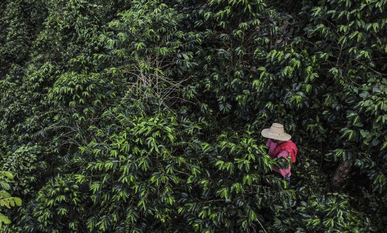 En una región cafetalera de Colombia, un grupo de agricultores declaró una tregua con un habitante indígena que alguna vez cazaron pero ahora granizo, el "oso de anteojos" de los Andes tropicales.