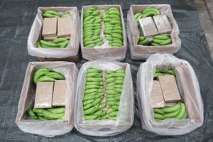Una fotografía publicada por la Agencia Nacional contra el Crimen (NCA) el 22 de febrero de 2024 muestra paquetes de cocaína escondidos entre plátanos incautados en el puerto de Southampton, en el sur de Inglaterra, anunció la Agencia contra el Crimen Organizado (NCA).
