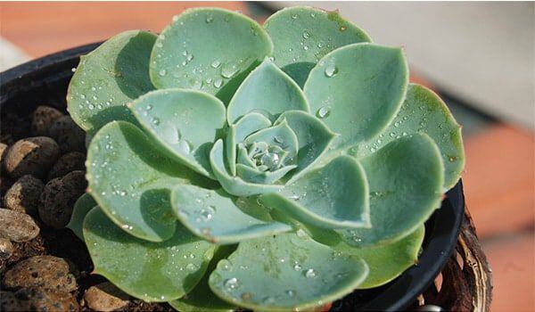 La planta Echeveria puede sobrevivir al calor y al frío.