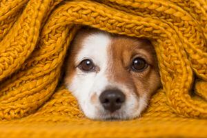 Ante el frío y la humedad invernal, es importante preparar a su mascota para enfrentar estas condiciones adversas.