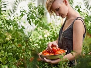 Los tomates son una buena alternativa para cosechar en su jardín.