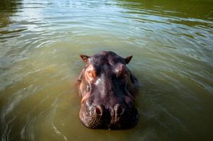 Entre 70 y 100 hipopótamos habitan actualmente en la cuenca del río Magdalena.