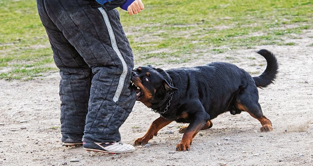    Por el descuido de los propietarios de perros de manejo especial, se han incrementado las agresiones. 
