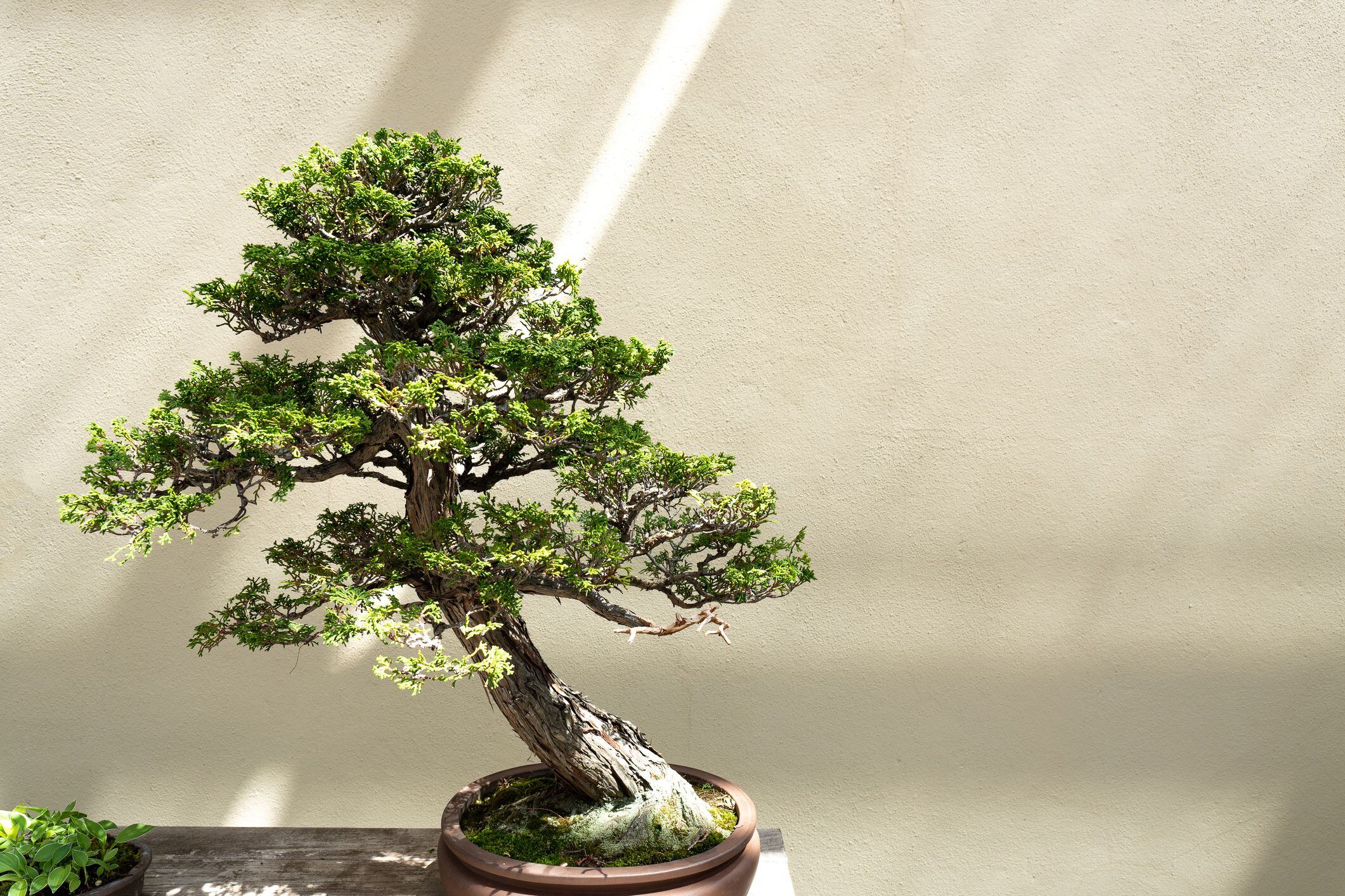 Qué herramientas necesito para modelar y cuidar mi bonsái?