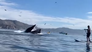 La ballena devoró a las personas con todo y canoa.