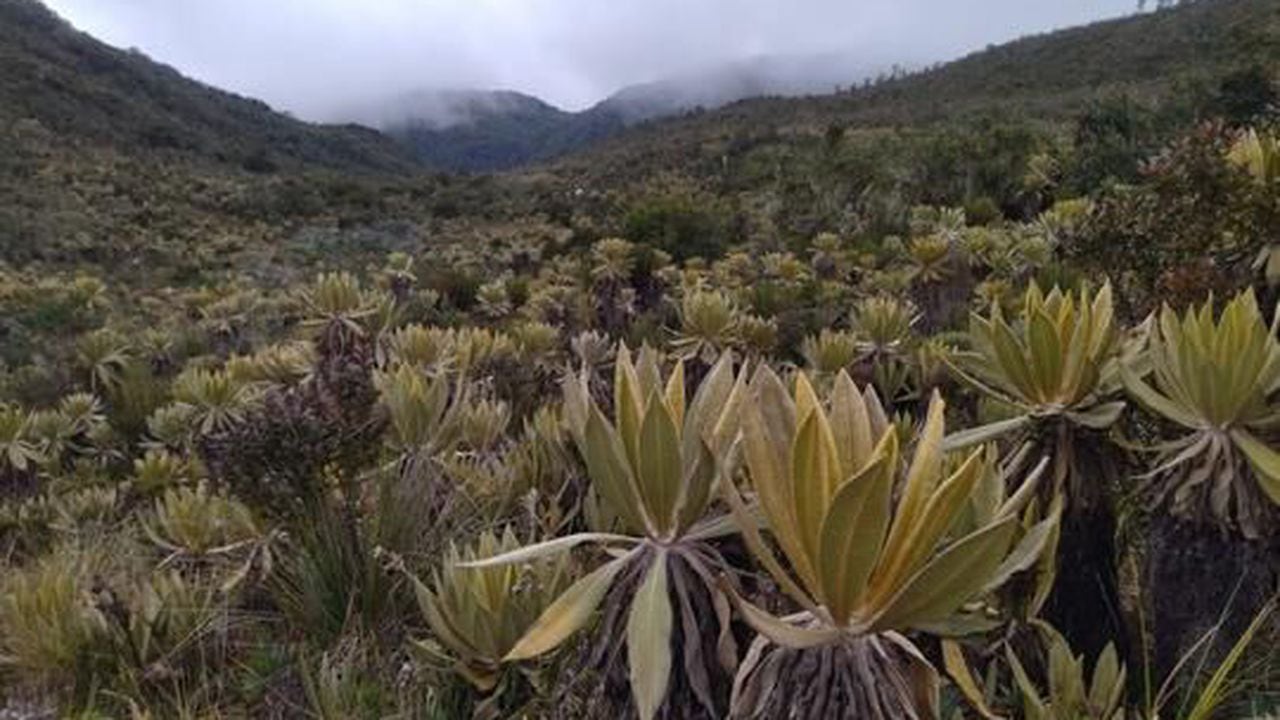 El Páramo del Duende, en el Valle del Cauca, es el área protegida mejor conservada de Colombia y hoy tiene 18.127 hectáreas de extensión.