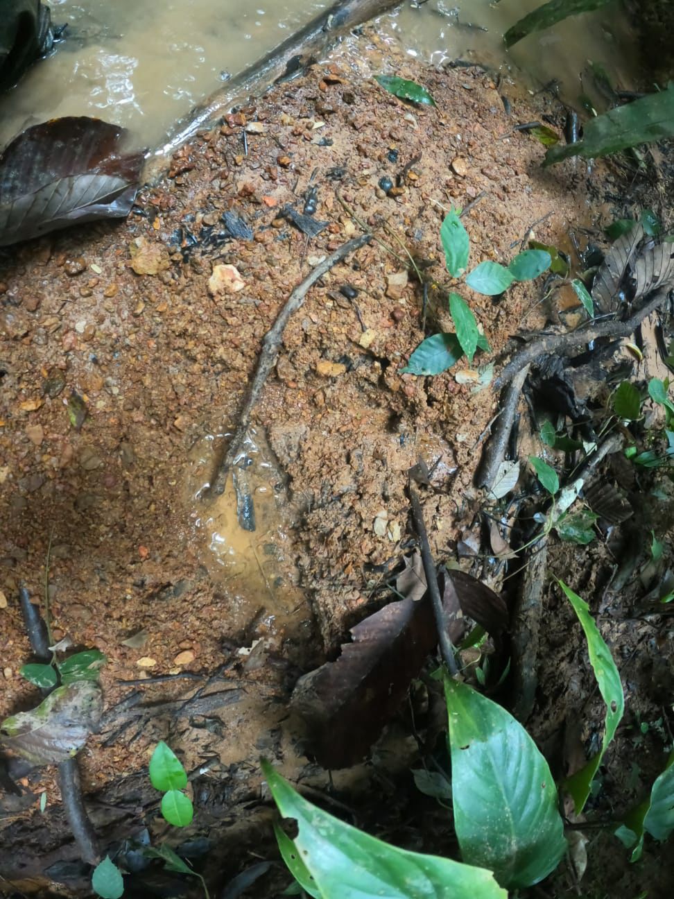 Una foto distribuida por el Ejército de Colombia muestra una huella encontrada en el bosque en una zona rural del municipio de Solano, departamento de Caquetá, Colombia, el 18 de mayo de 2023.