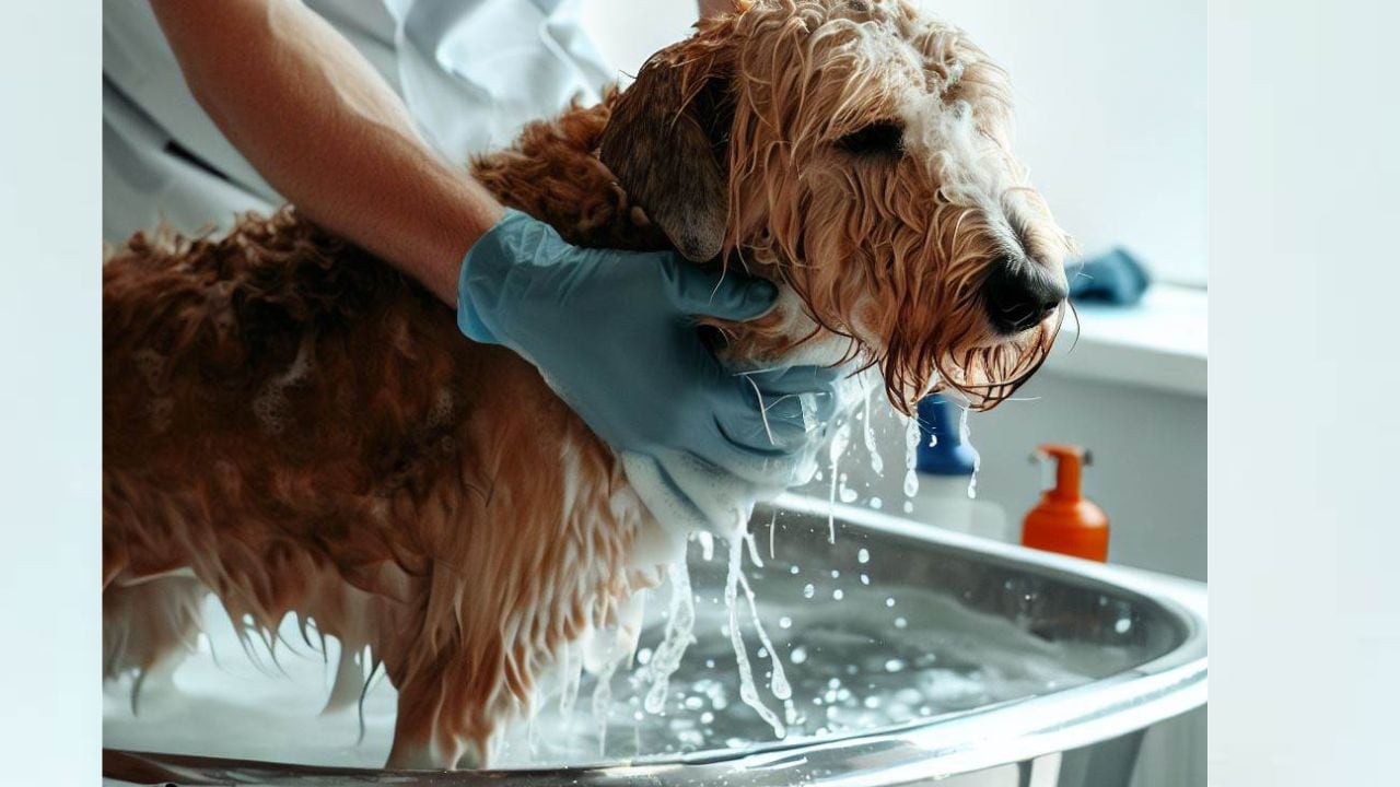 Cada cuánto se debe bañar un perro.
