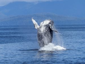 Avistamiento de ballenas en el pacífico colombiano