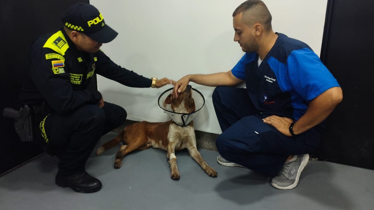 El médico veterinario que atiende al canino explicó que, hasta el momento, no se puede poner de pie, pues el impacto le afectó la medula.