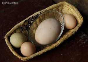 Un huevo de 245 gramos puesto por una gallina criolla en la granja Altamira de San Francisco de Sales (Colombia), con el que esperan entrar en los récord Guinness.