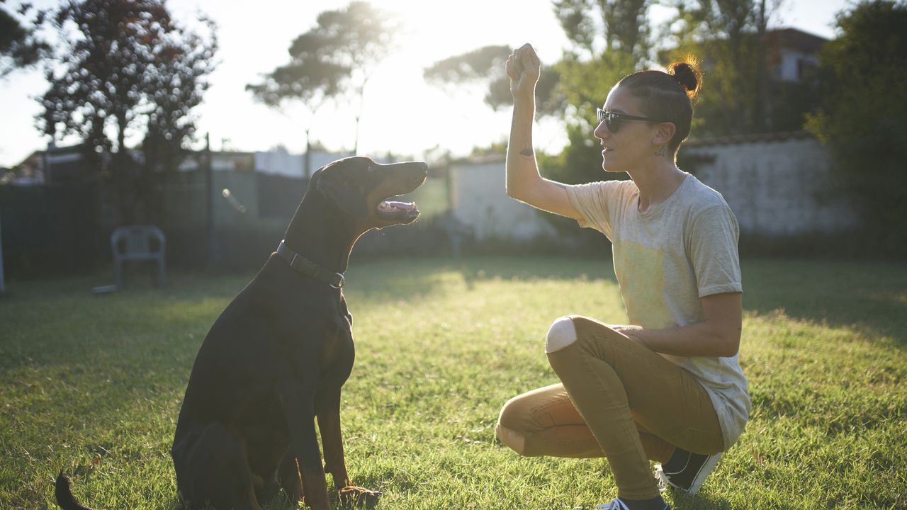 ¿Cómo entrenar a los perros para que demuestren una mayor obediencia?
