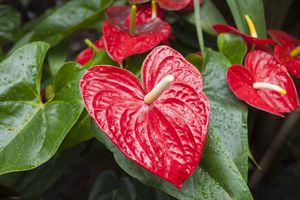 Flamingo Flower, Red Anthurium tropical plant, of arum Araceae group of plants with water droplets. Also known as Boy Flower