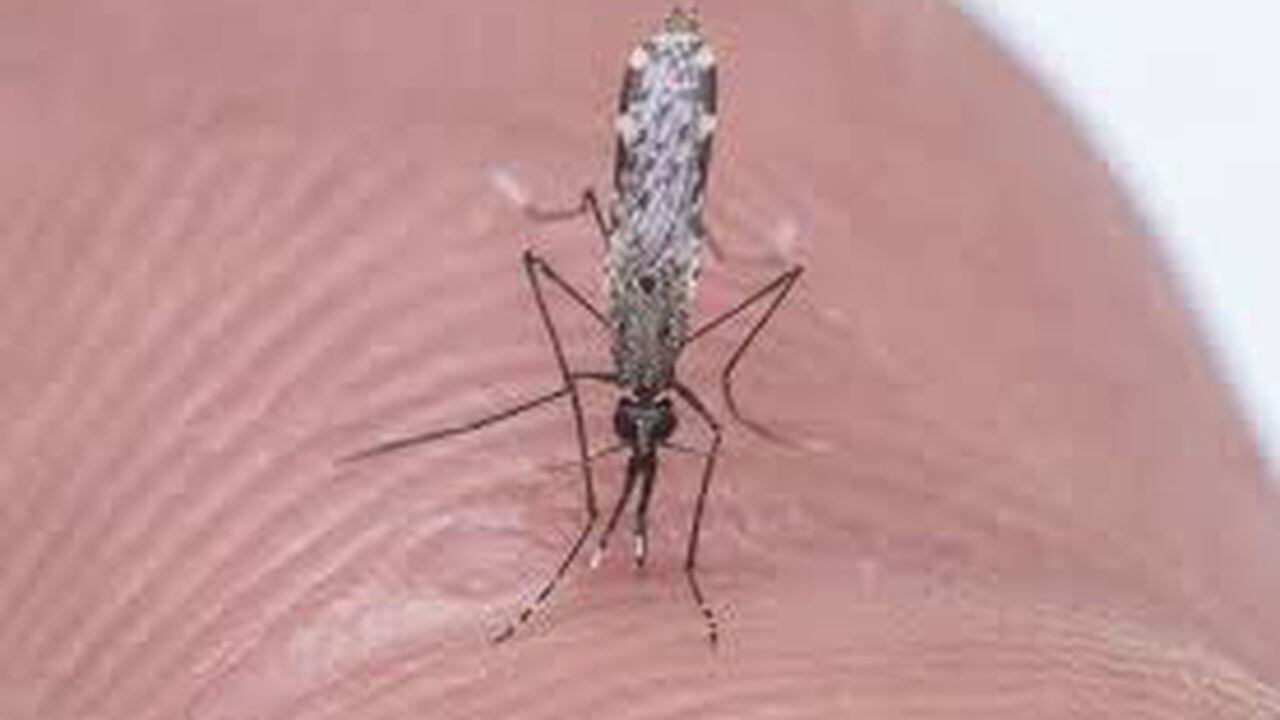 El mosquito Anofeles es el que transmite la malaria.