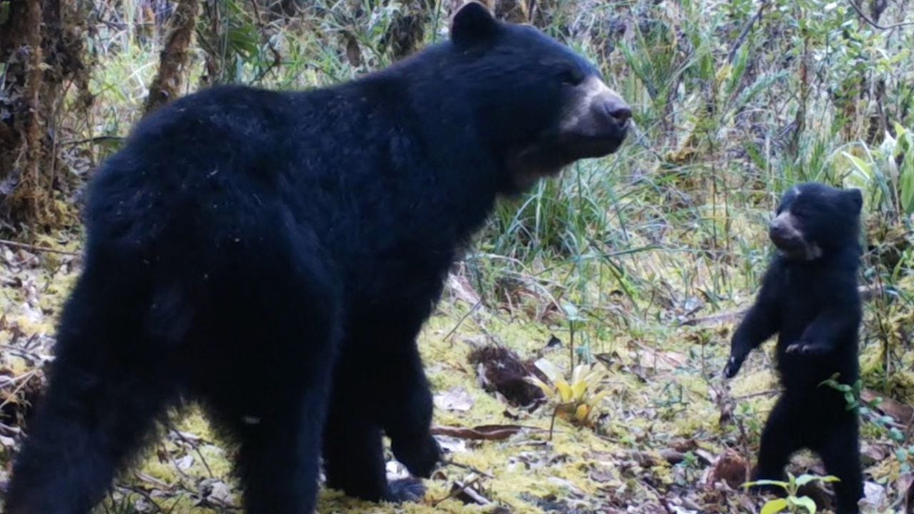En una región cafetalera de Colombia, un grupo de agricultores ha declarado una tregua con un habitante indígena alguna vez cazaron pero ahora granizan: el "oso de anteojos" de los Andes tropicales.