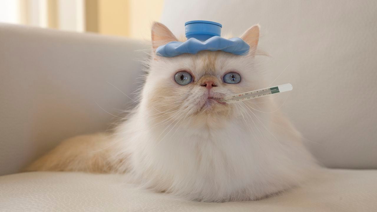 Misterioso malestar felino: Sepa cómo identificar si su gato tiene fiebre y actúe a tiempo para brindarle la atención que necesita.