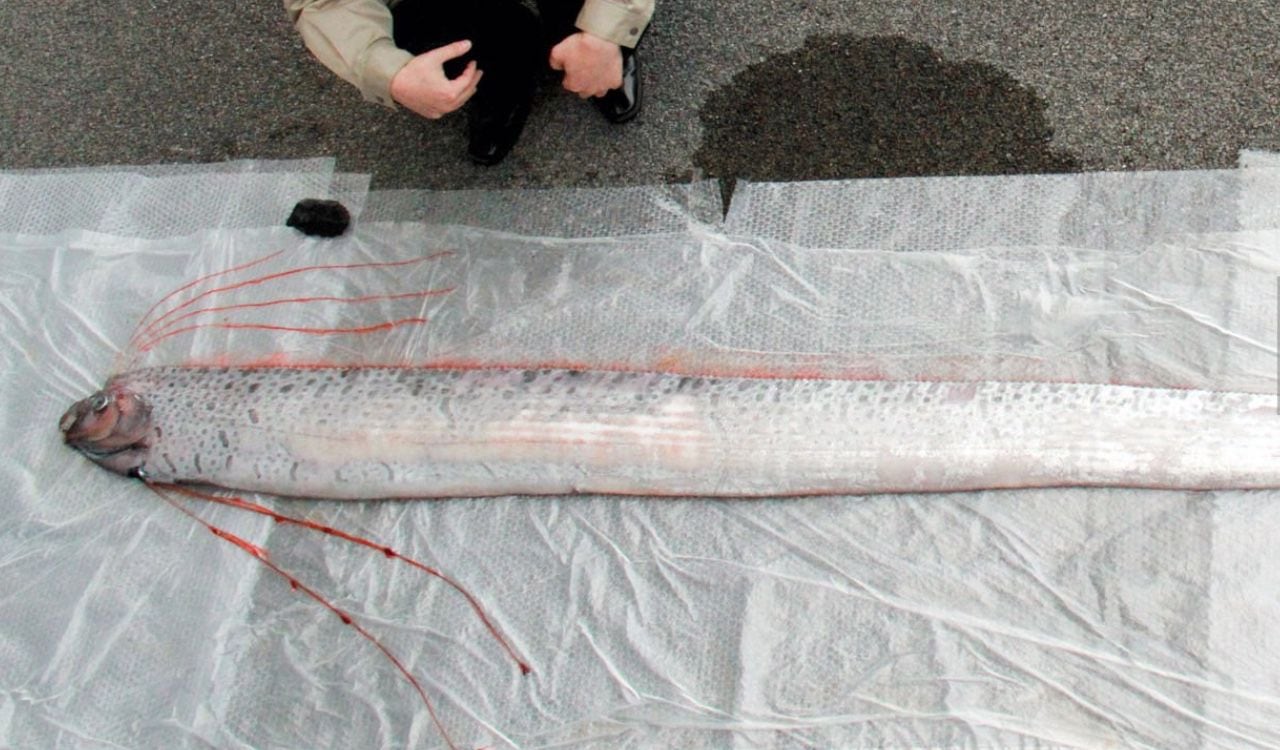 El pez remo es un animal marino que puede alcanzar más de dos metros de largo