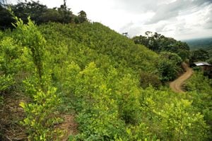Imagen de cultivos de coca en zona rural de El Tambo, Cauca.
