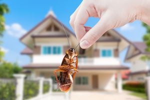 El problema de las cucarachas en el hogar es que se reproducen rápidamente.