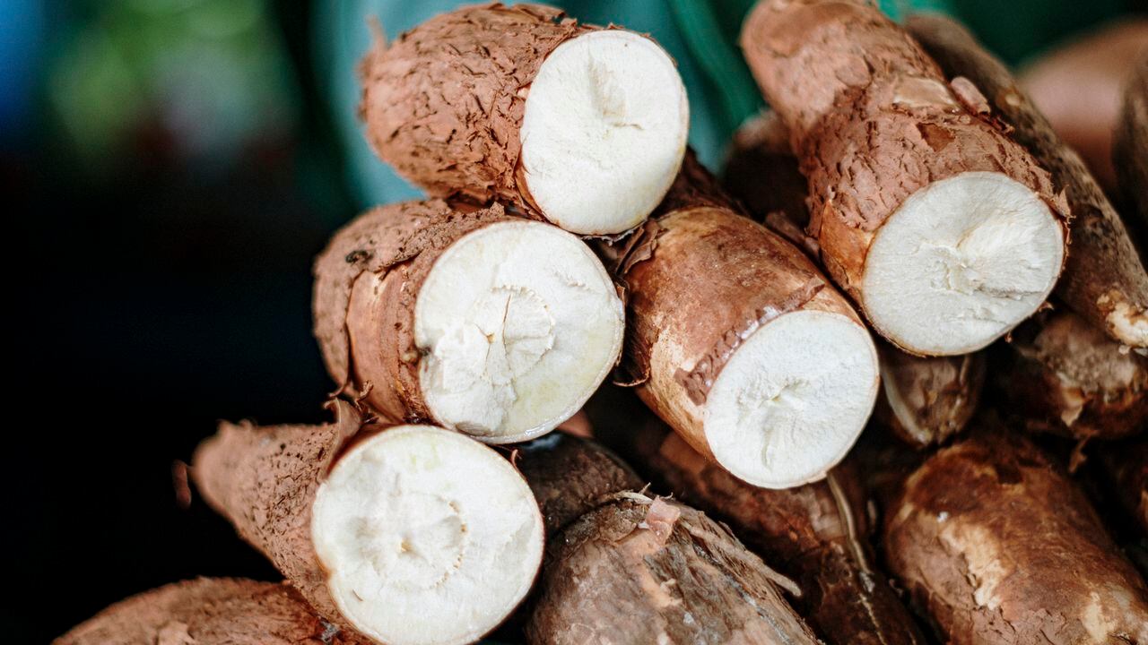 cassava plants in market