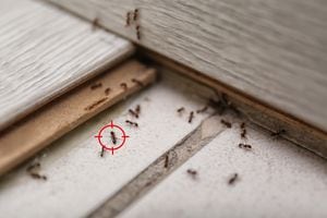 Las hormigas son una molestia común en muchos hogares, pero el orégano podría ser la respuesta natural que necesita.