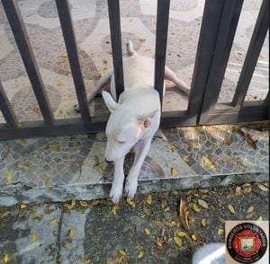 El perro 'Mute' quedó atrapado en las rejas donde vive en el Barrio San Fernando y fue rescatado por los Bomberos.