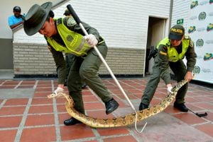 Una serpiente boa constrictor de dos metros encontrada en el sector de Pance este viernes causó revuelo entre la comunidad. El animal ya está al cuidado de Policía Ambiental. (Foto: Giancarlo Manzano).