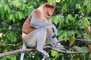 Estos monos narigudos suelen estar en los árboles del río Kinabatangan, Malasia.