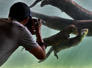 Zoológico de Cali abrió de nuevo la exhibición “Gente de Agua” para que propios y turistas conozcan a las dos crías de nutrias que nacieron en noviembre de 2023. Fotos Raúl Palacios / El Pais.