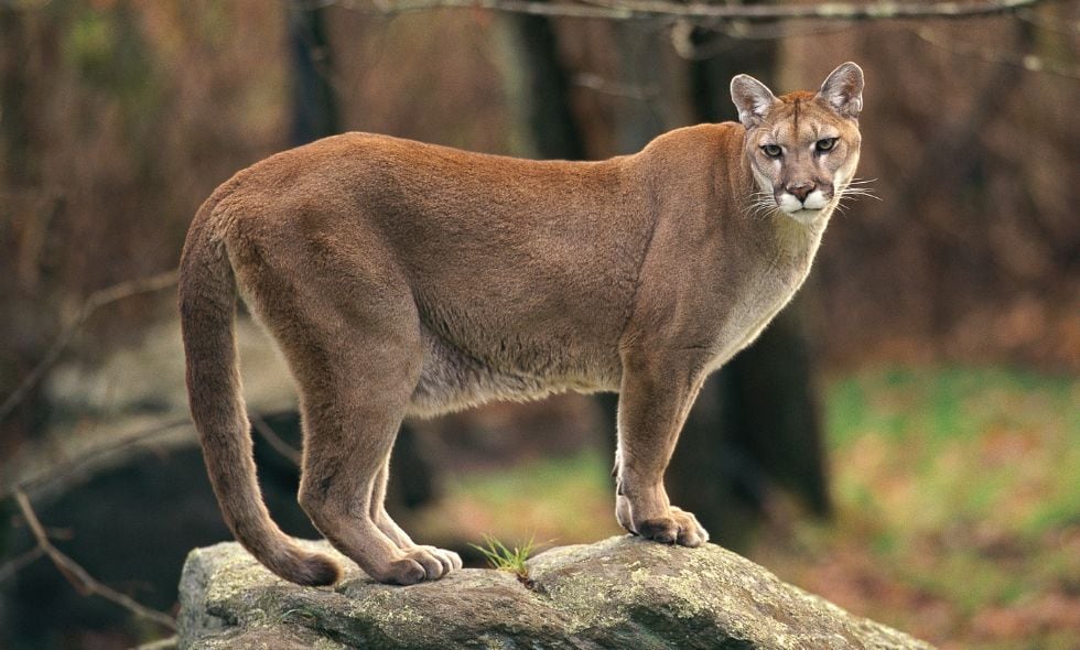Puma (Imagen de referencia)