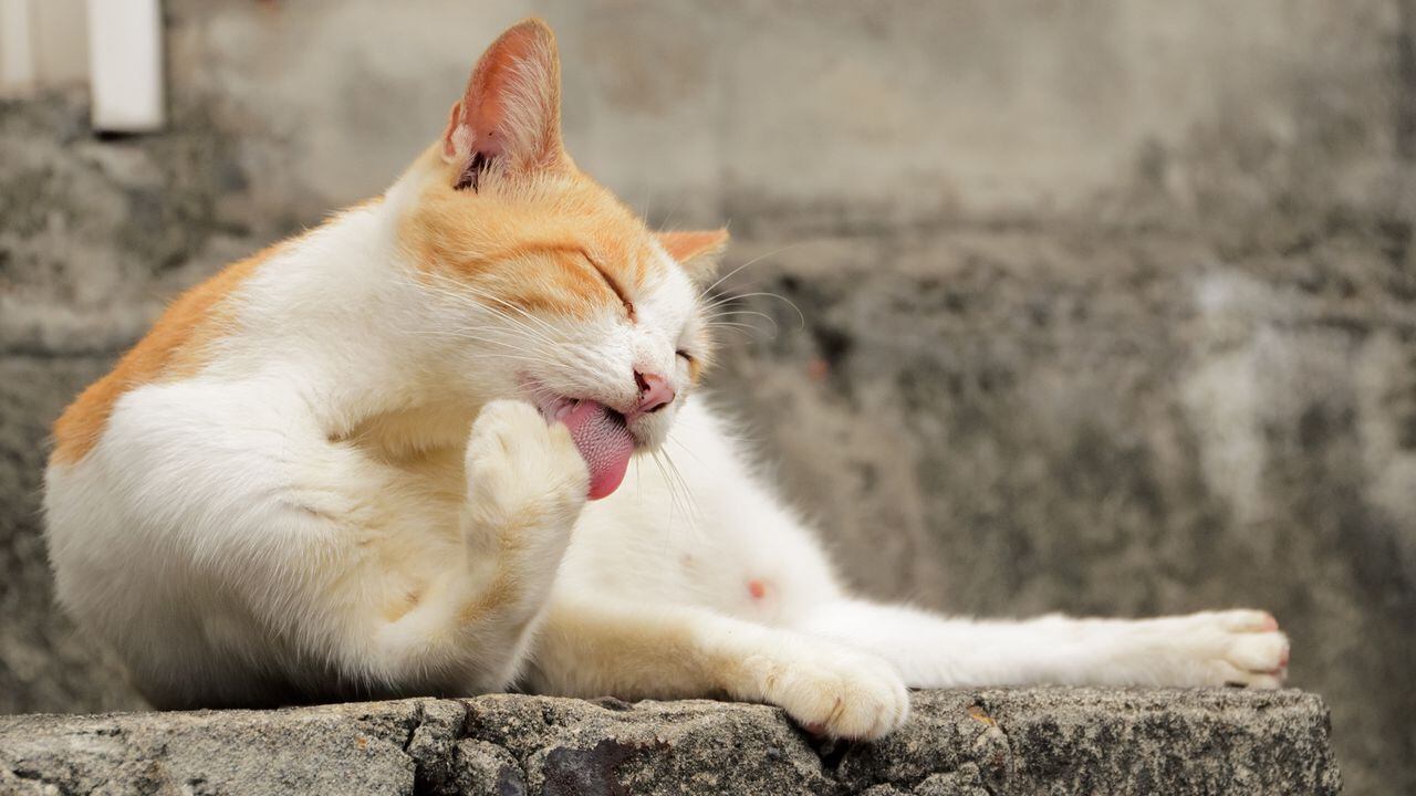 Los gatos se acicalan con su lengua para estar siempre limpios.