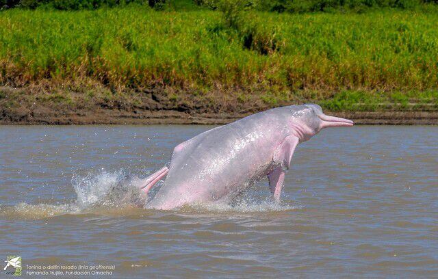 Delfín de río
