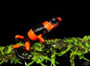 Esta especie pertenece a la familia Dendrobatidae y es endémica de la región de Chocó en el noroeste de Colombia.

La Oophaga lehmanni es conocida por su llamativo y variado patrón de colores, que puede incluir tonos de amarillo, naranja, rojo y negro en su piel.