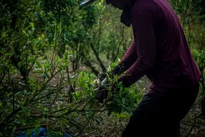 Un trabajador cosecha hojas de coca en una plantación.
