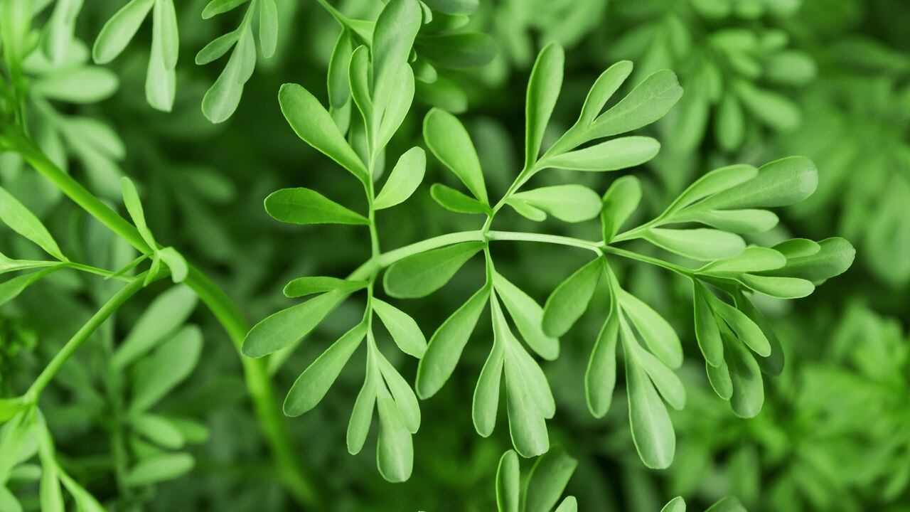 Green Herb of Grace (Ruta graveolens) plant