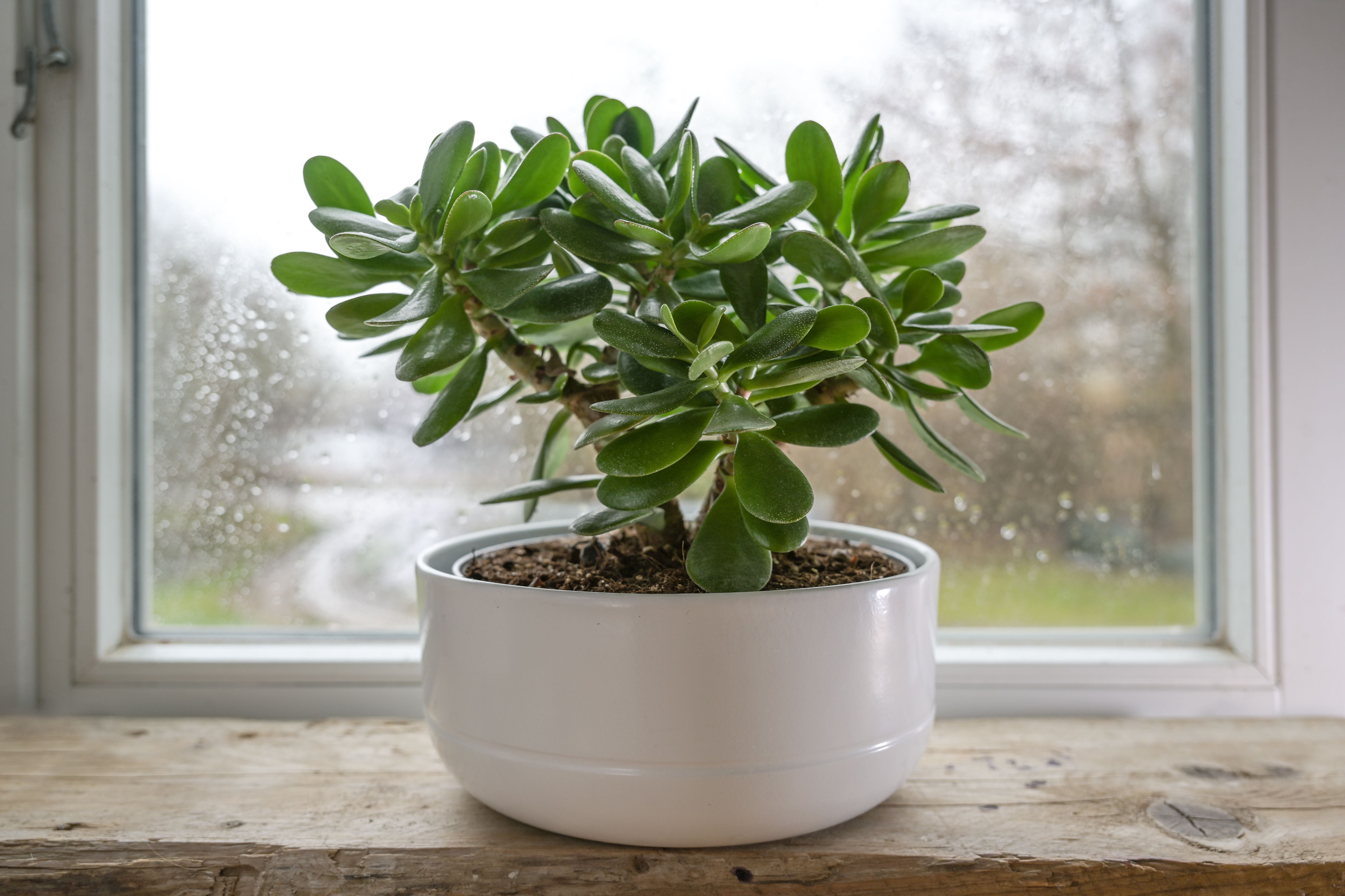 rbol de Jade: Cmo identificar si su planta es macho o hembra - El Pas