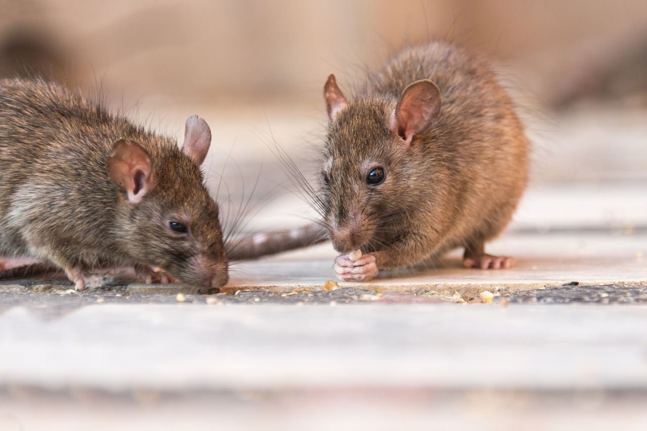 El truco para eliminar las ratas de su casa sin tener que utilizar veneno