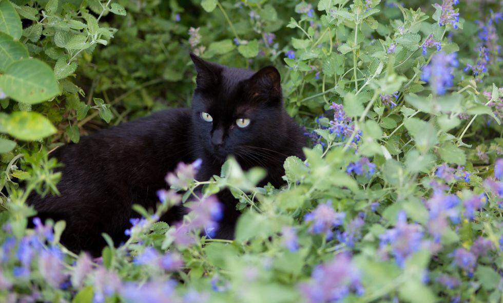 La hierba gatera recibe su nombre por ser un estimulante físico y mental para los gatos.