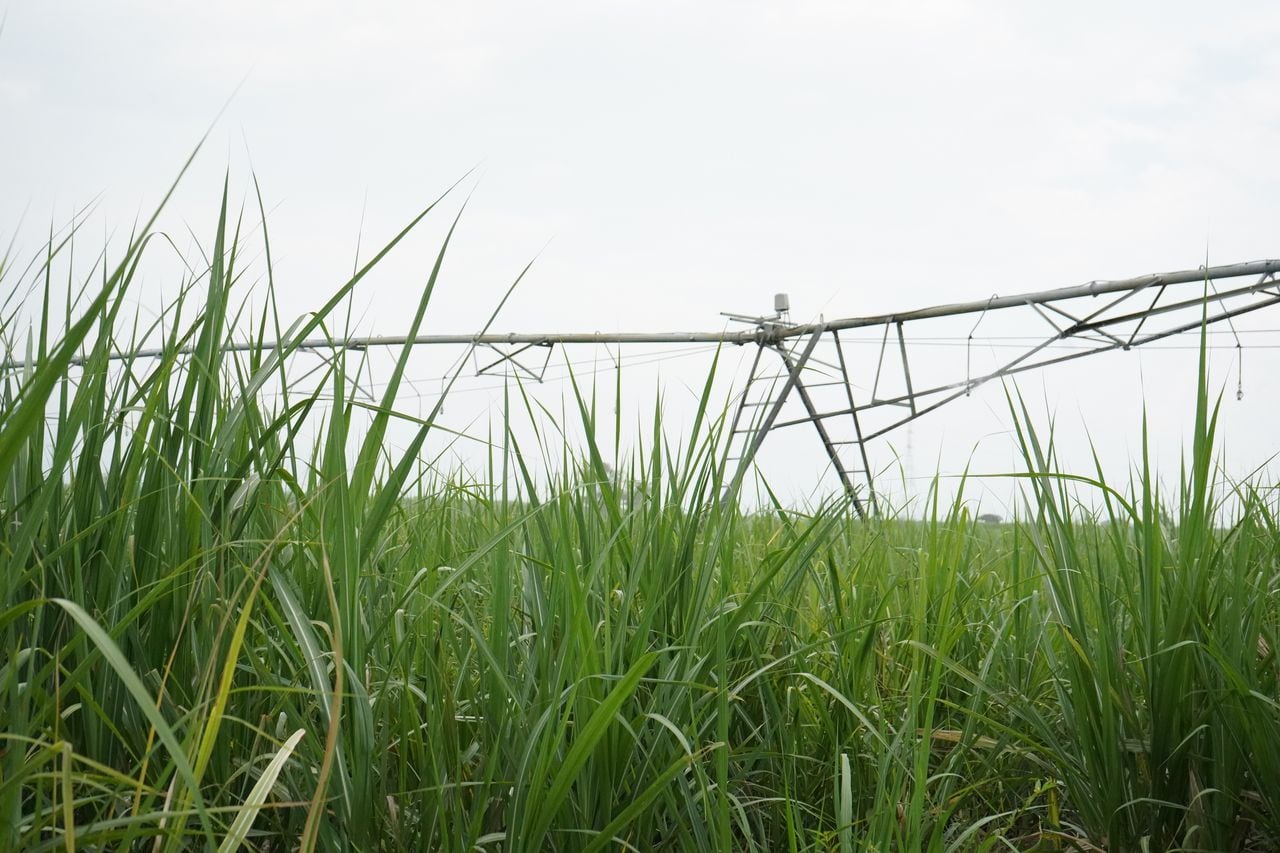 El sistema de riego fue elaborado por los mismos agricultores con la asesoría de los ingenieros de Cenicaña.

Foto: Asocaña