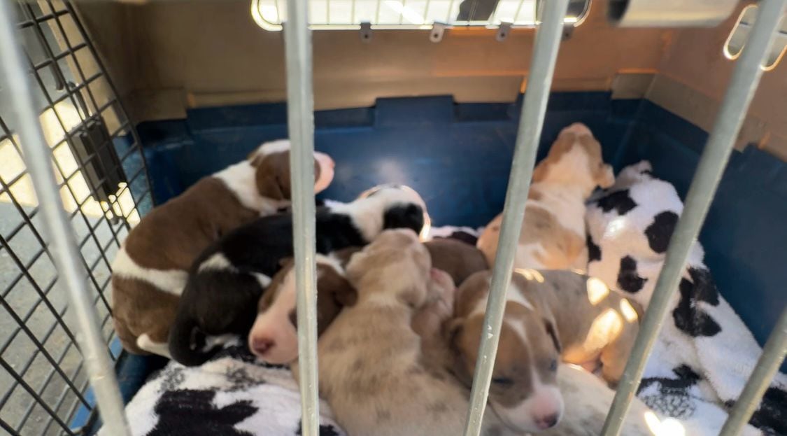 Los seis cachorros nacieron en días recientes y acompañan a su mamá en el hogar de paso.
