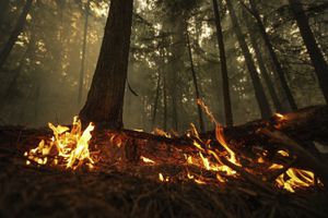 Llamas de un incendio forestal arden el domingo 20 de agosto de 2023 en la Columbia Británica, Canadá. (Darryl Dyck/The Canadian Press vía AP)