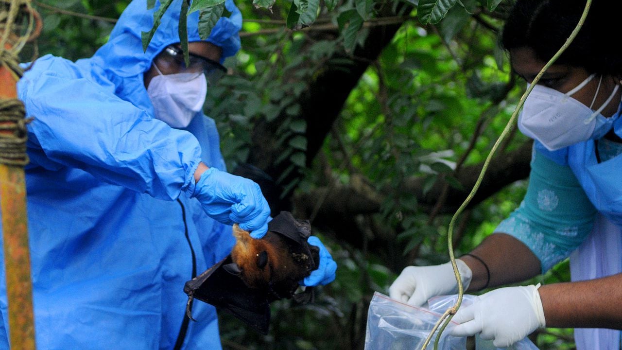 Los funcionarios depositan un murciélago en una bolsa de plástico después de atraparlo el 7 de septiembre de 2021 en Kozhikode, India. El virus Nipah lo transmiten principalmente los murciélagos frugívoros.