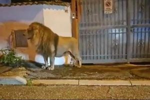 Durante cinco horas un león que se escapó de un circo, estuvo rondando las calles de Ladispoli en Italia.