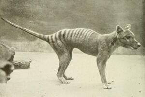 Tigre de Tasmania (Thylacinus cynocephalus).