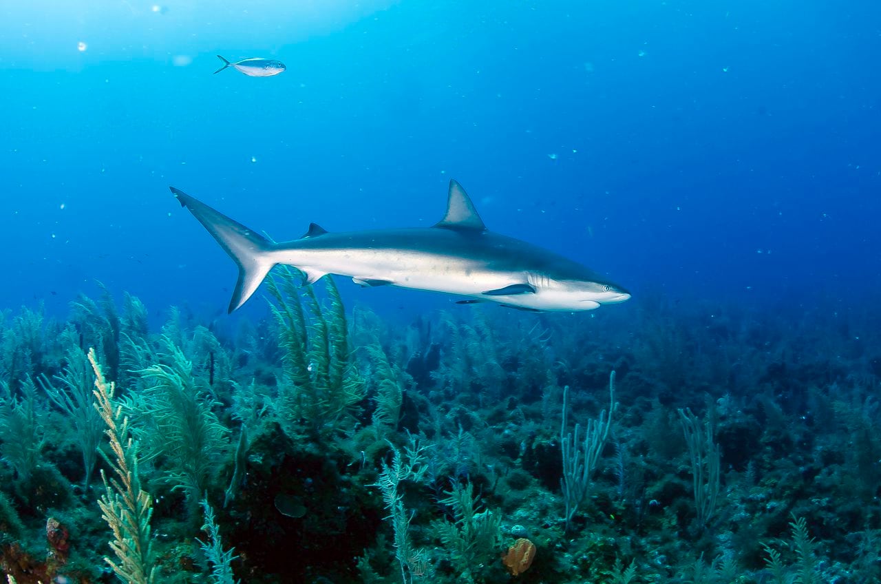 Con la expedición se pudo establecer además que la Reserva de Biosfera Seaflower de San Andrés es el segundo lugar en el mundo con mayor abundancia y diversidad de tiburones arrecifales.