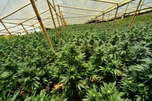 Grandes cultivos de marihuana se pueden observar en el norte del Cauca. Para acelerar los ciclos de los cultivos de esta especie, muchas personas siembran la cannabis bajo techo y les acondicionan sistemas de riego permanente.