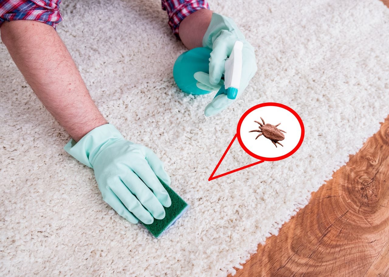 Las pulgas en el hogar se pueden convertir en un problema muy serio si no se atiende.