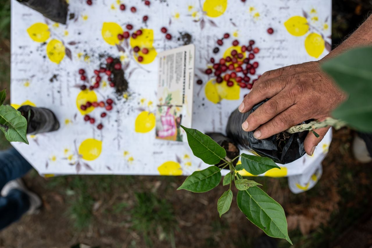 El productor Arles Navia pone su mano sobre una planta de mandarina en la finca La Coqueta, en La Sierra, departamento del Cauca.